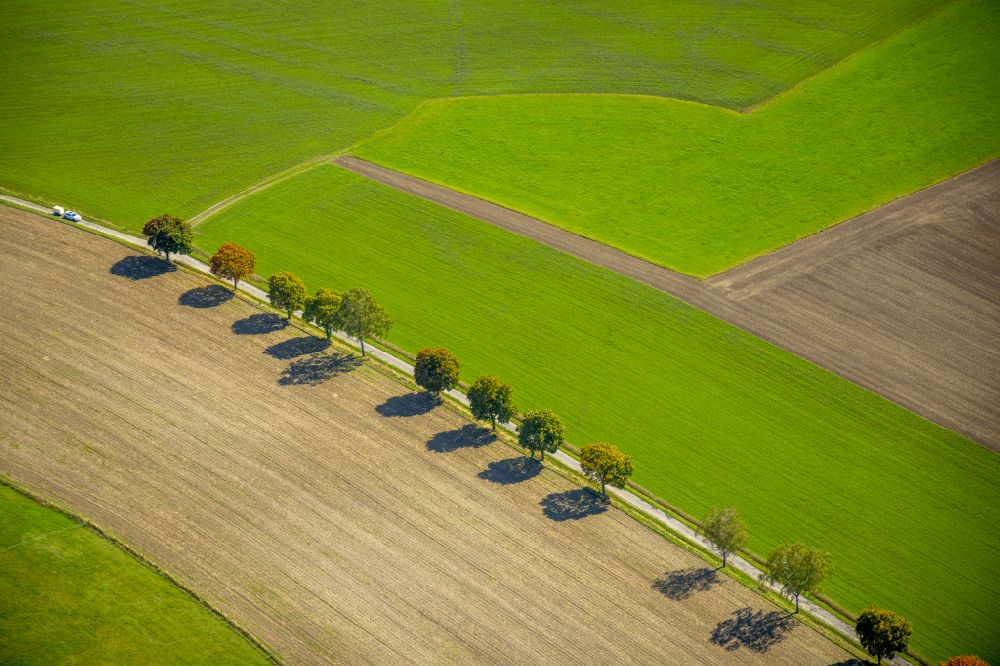 Luftaufnahme Obringhausen - Baumreihe an einem Feldrand in Obringhausen im Bundesland Nordrhein-Westfalen, Deutschland