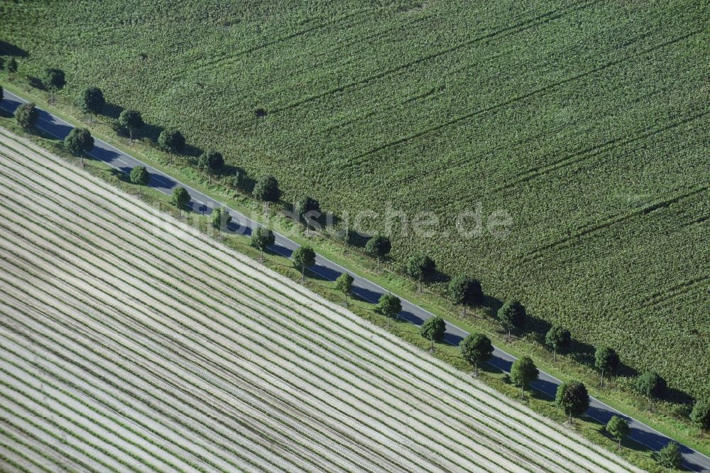Paterdamm von oben - Baumreihe an einem Feldrand in Paterdamm im Bundesland Brandenburg