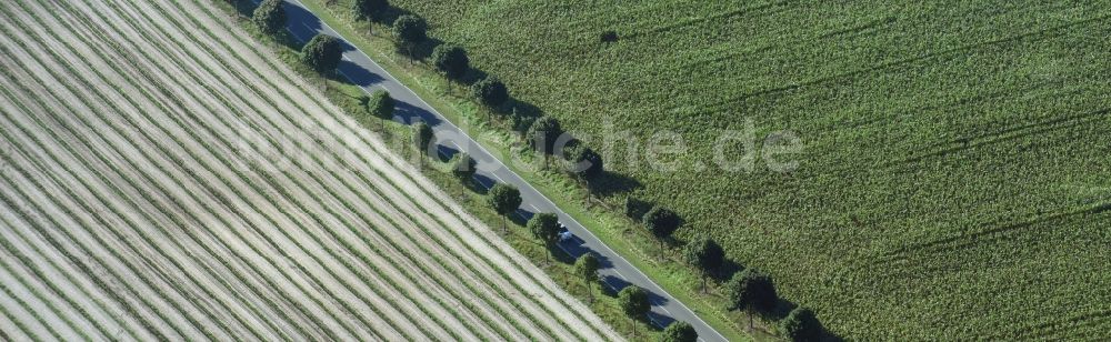 Luftbild Paterdamm - Baumreihe an einem Feldrand in Paterdamm im Bundesland Brandenburg