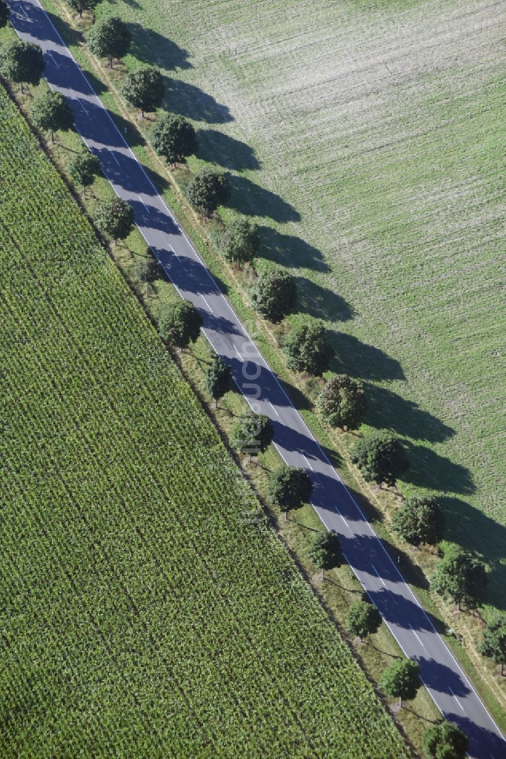 Luftaufnahme Paterdamm - Baumreihe an einem Feldrand in Paterdamm im Bundesland Brandenburg