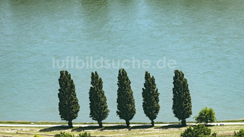 Luftaufnahme Speyer - Baumreihe an einem Feldrand am Rhein in Speyer im Bundesland Rheinland-Pfalz, Deutschland