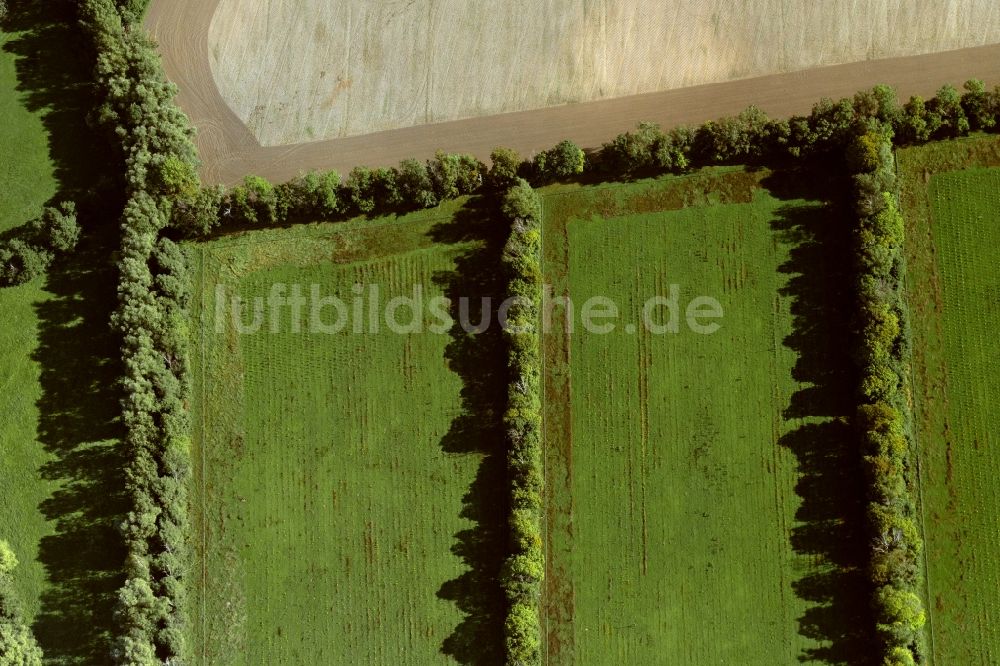 Luftbild Rubenow - Baumreihe an einem Feldrand in Rubenow im Bundesland Mecklenburg-Vorpommern, Deutschland