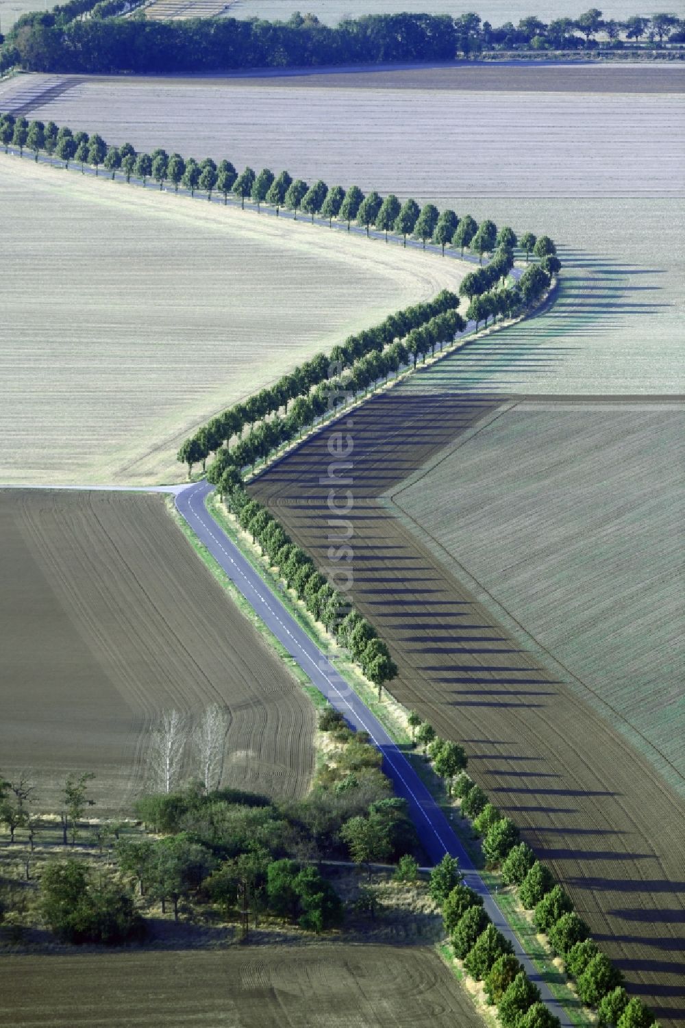 Luftaufnahme Schachdorf Ströbeck - Baumreihe an einem Feldrand in Schachdorf Ströbeck im Bundesland Sachsen-Anhalt, Deutschland