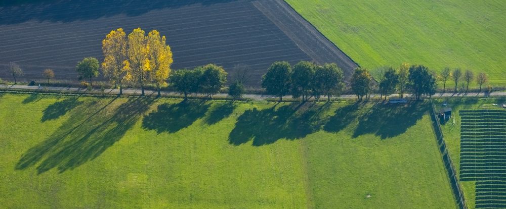Luftbild Schermbeck - Baumreihe an einem Feldrand in Schermbeck im Bundesland Nordrhein-Westfalen, Deutschland