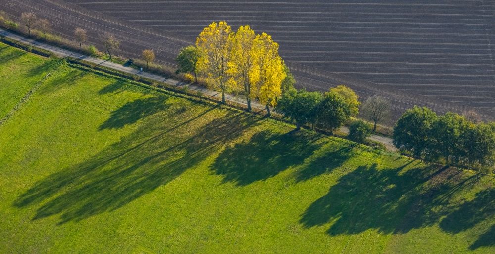Luftaufnahme Schermbeck - Baumreihe an einem Feldrand in Schermbeck im Bundesland Nordrhein-Westfalen, Deutschland