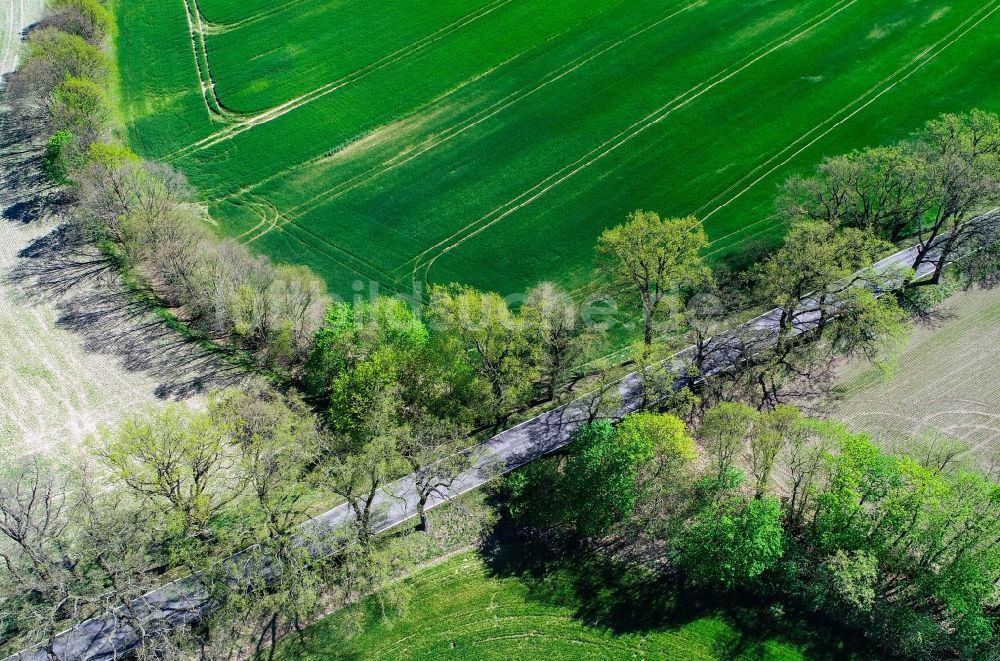 Luftaufnahme Sieversdorf - Baumreihe an einem Feldrand in Sieversdorf im Bundesland Brandenburg, Deutschland