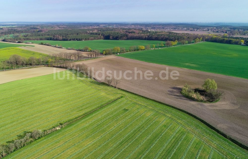 Luftbild Sieversdorf - Baumreihe an einem Feldrand in Sieversdorf im Bundesland Brandenburg, Deutschland