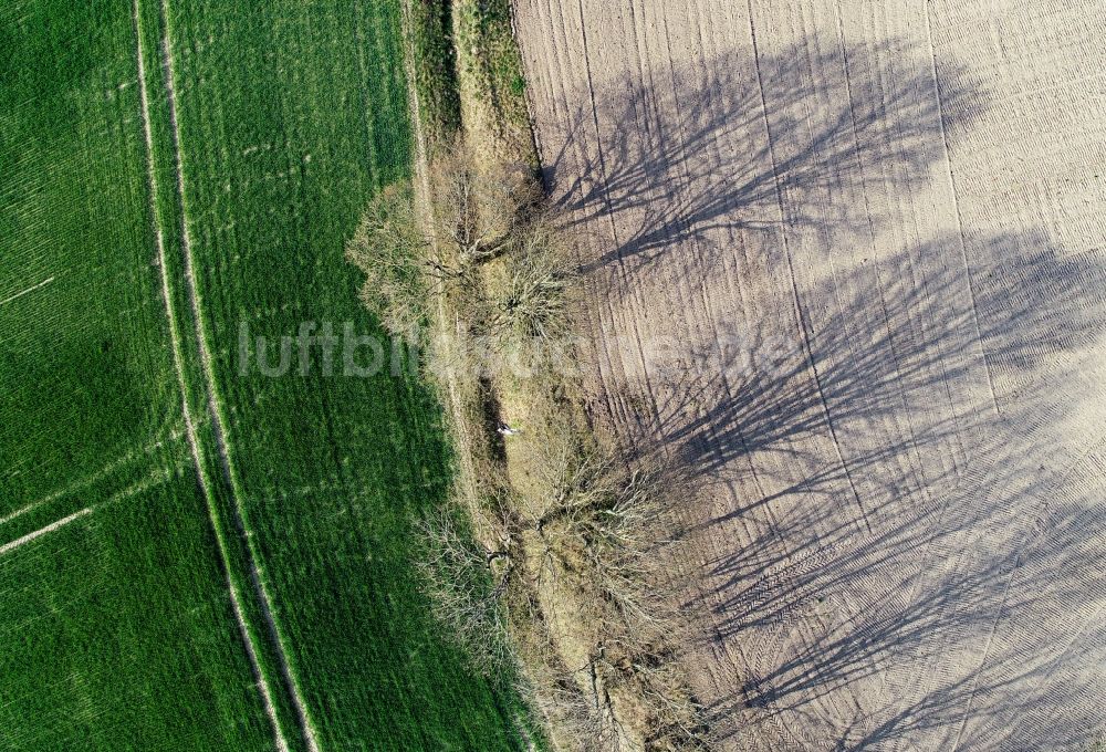 Luftaufnahme Sieversdorf - Baumreihe an einem Feldrand in Sieversdorf im Bundesland Brandenburg, Deutschland