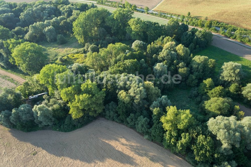 Sulzfeld von oben - Baumreihe an einem Feldrand in Sulzfeld im Bundesland Baden-Württemberg