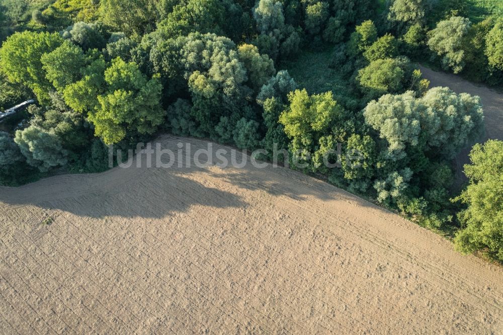 Luftaufnahme Sulzfeld - Baumreihe an einem Feldrand in Sulzfeld im Bundesland Baden-Württemberg
