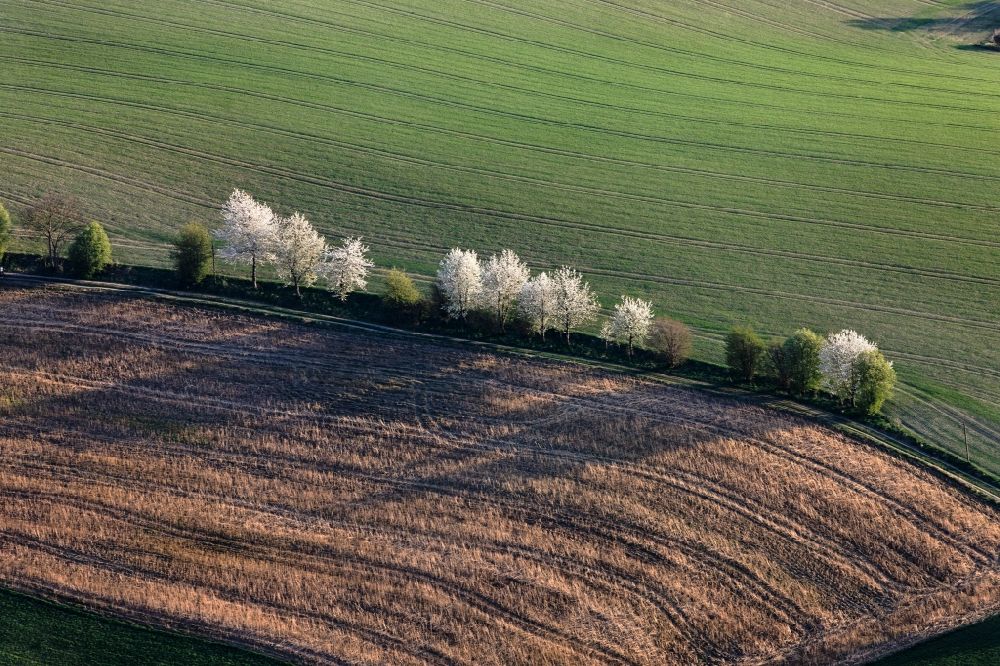 Luftbild Buch - Baumreihe in einer Feldlandschaft bei Buch im Bundesland Bayern