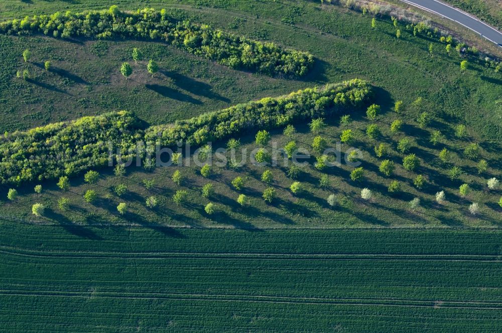 Luftbild Erfurt - Baumreihe von jungen Laubbäumen an einem Feldrand in Erfurt im Bundesland Thüringen, Deutschland