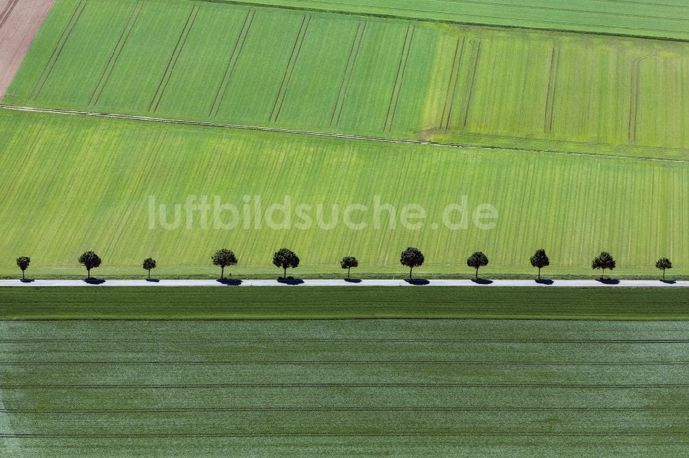 Luftaufnahme Appenheim - Baumreihe an einer Landstraße an einem Feldrand in Appenheim im Bundesland Rheinland-Pfalz, Deutschland