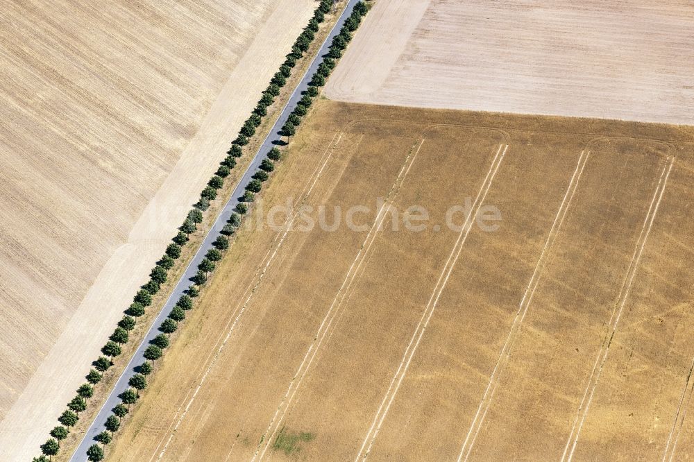 Bautzen aus der Vogelperspektive: Baumreihe an einer Landstraße an einem Feldrand in Bautzen im Bundesland Sachsen, Deutschland