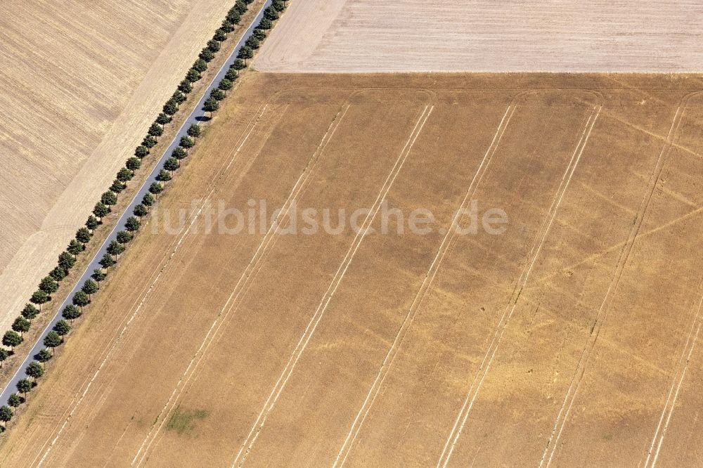 Luftbild Bautzen - Baumreihe an einer Landstraße an einem Feldrand in Bautzen im Bundesland Sachsen, Deutschland