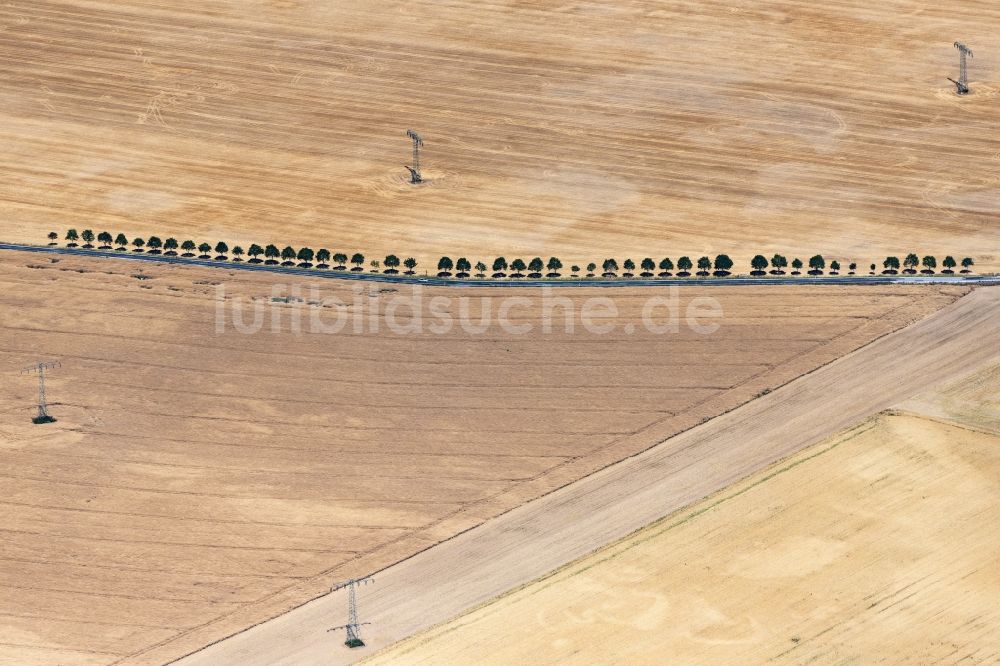 Bautzen aus der Vogelperspektive: Baumreihe an einer Landstraße an einem Feldrand in Bautzen im Bundesland Sachsen, Deutschland