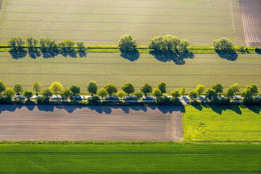 Kamen aus der Vogelperspektive: Baumreihe an einer Landstraße an einem Feldrand in Kamen im Bundesland Nordrhein-Westfalen, Deutschland