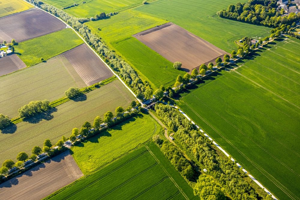 Luftbild Kamen - Baumreihe an einer Landstraße an einem Feldrand in Kamen im Bundesland Nordrhein-Westfalen, Deutschland