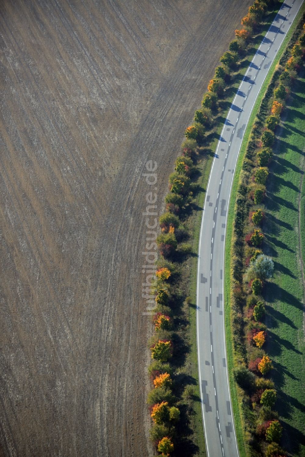 Luftaufnahme Krummensee - Baumreihe an einer Landstraße an einem Feldrand in Krummensee im Bundesland Brandenburg