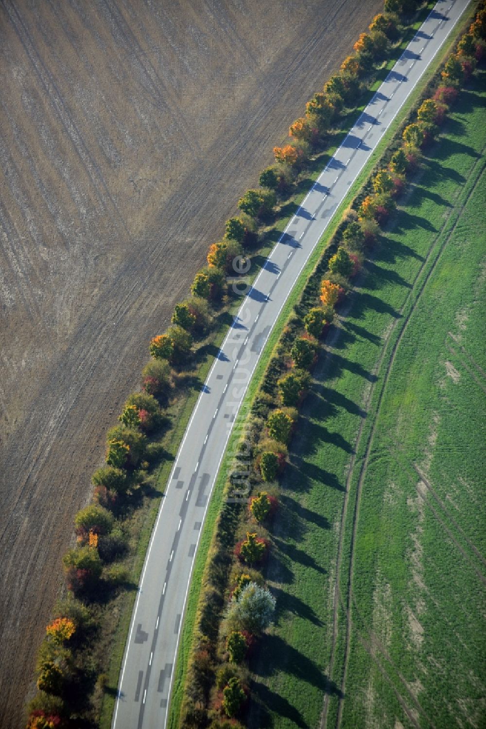 Krummensee von oben - Baumreihe an einer Landstraße an einem Feldrand in Krummensee im Bundesland Brandenburg