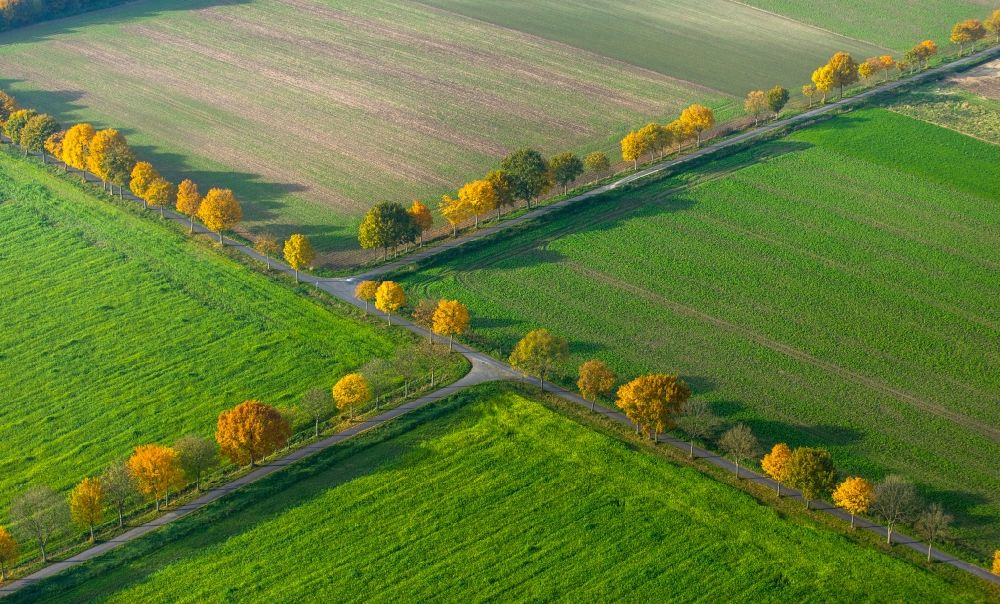 Luftbild Nottuln - Baumreihe an einer Landstraße an einem Feldrand in Nottuln im Bundesland Nordrhein-Westfalen