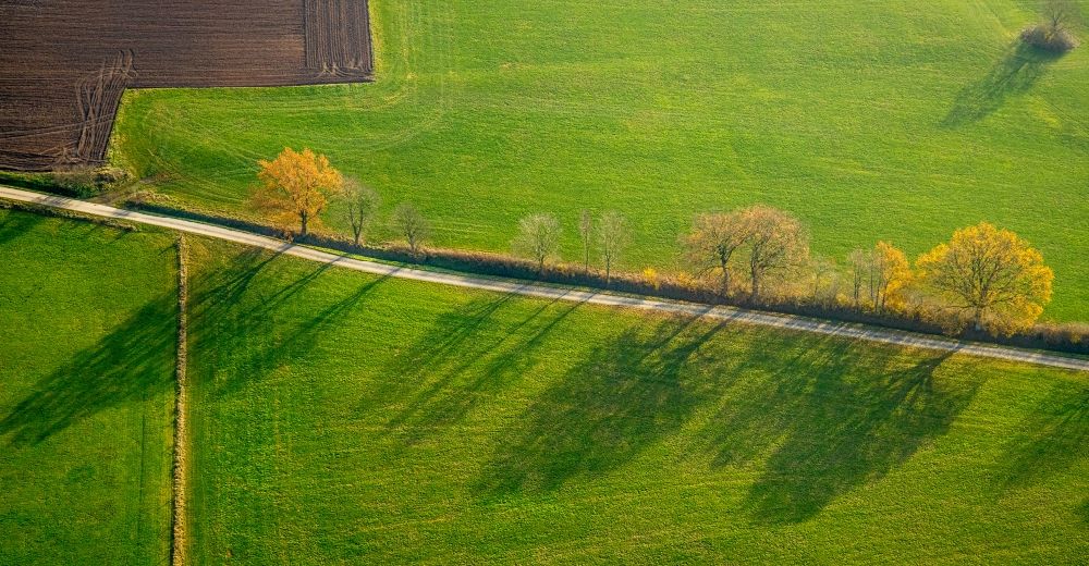 Luftaufnahme Eslohe (Sauerland) - Baumreihe an einer Landstraße an einem Feldrand im Ortsteil Bremke in Eslohe (Sauerland) im Bundesland Nordrhein-Westfalen, Deutschland