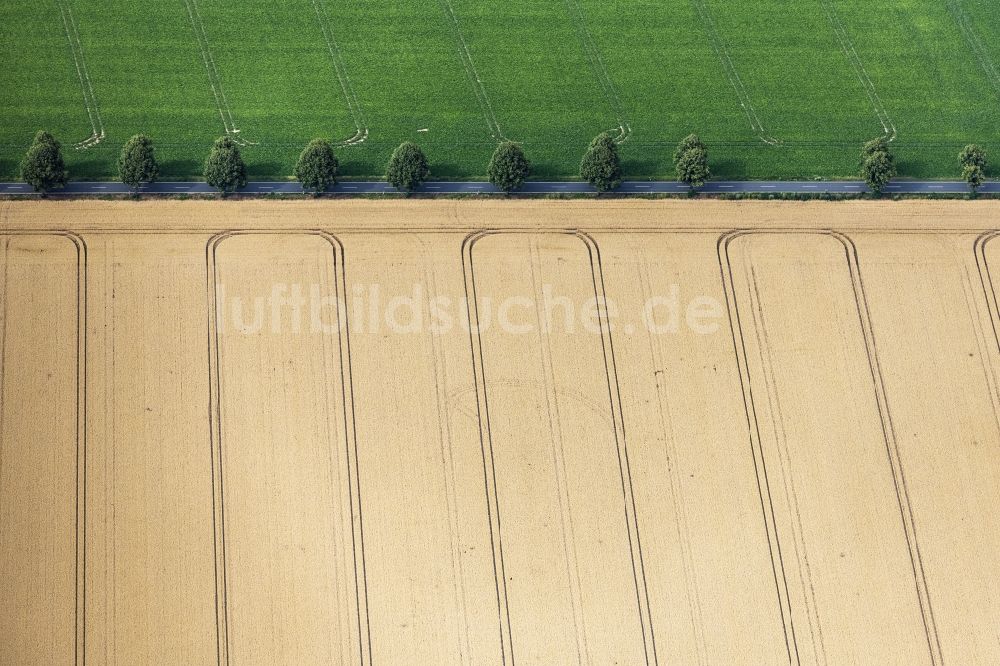 Pattensen von oben - Baumreihe an einer Landstraße an einem Feldrand in Pattensen im Bundesland Niedersachsen, Deutschland