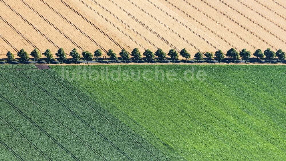 Schellerten von oben - Baumreihe an einer Landstraße an einem Feldrand in Schellerten im Bundesland Niedersachsen, Deutschland