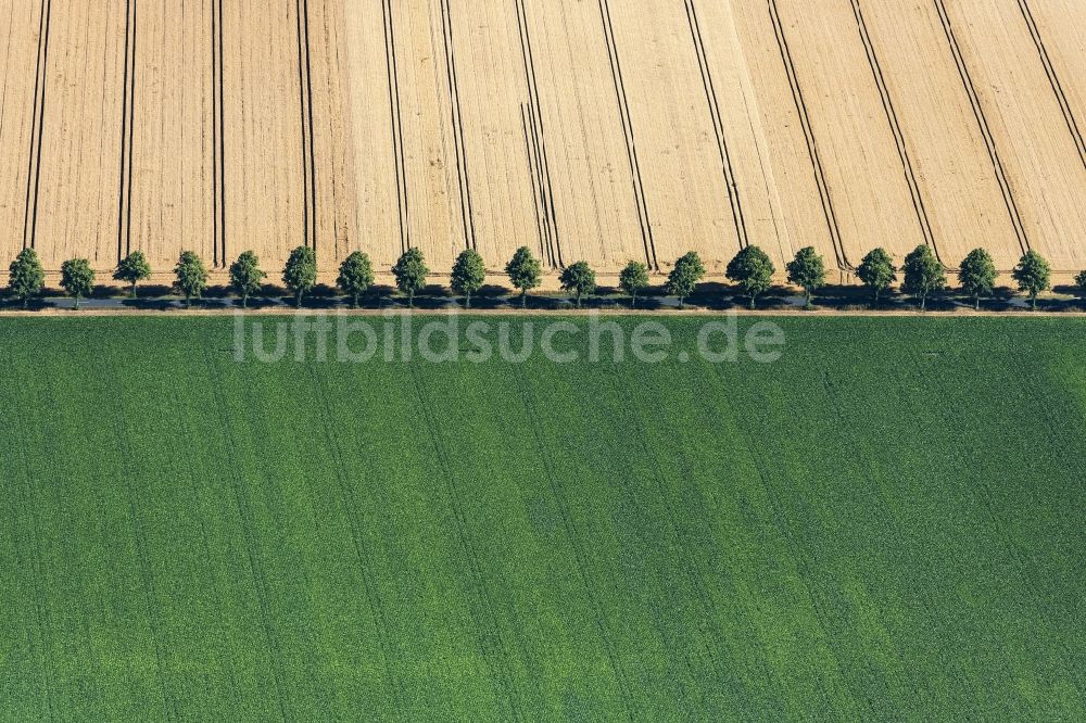 Schellerten aus der Vogelperspektive: Baumreihe an einer Landstraße an einem Feldrand in Schellerten im Bundesland Niedersachsen, Deutschland