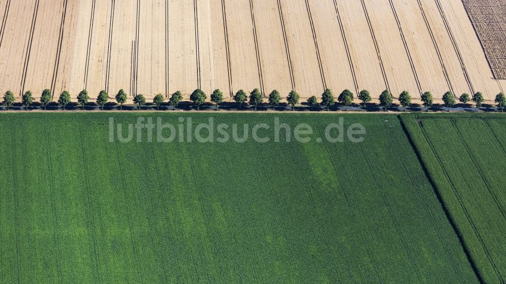 Luftbild Schellerten - Baumreihe an einer Landstraße an einem Feldrand in Schellerten im Bundesland Niedersachsen, Deutschland
