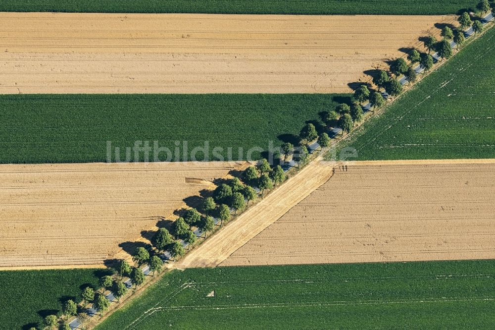 Schellerten aus der Vogelperspektive: Baumreihe an einer Landstraße an einem Feldrand in Schellerten im Bundesland Niedersachsen, Deutschland