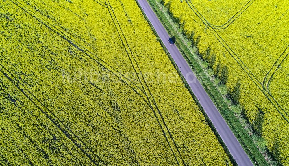 Luftaufnahme Lebus - Baumreihe an einer Landstraße an einem gelben Rapsfeld im Ortsteil Mallnow in Lebus im Bundesland Brandenburg, Deutschland