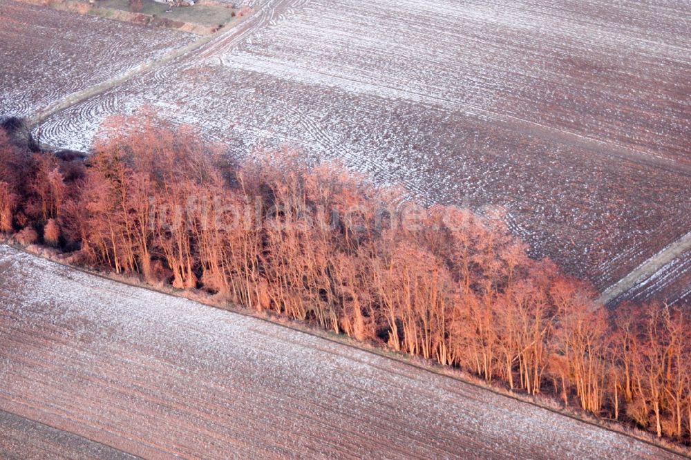 Luftaufnahme Vollmersweiler - Baumreihe im Winter an einem beschneitem Feldrand in Vollmersweiler im Bundesland Rheinland-Pfalz