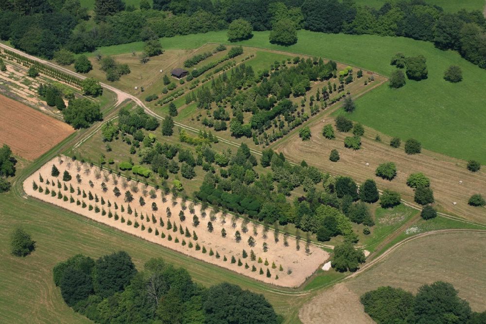 Luftbild Wehr - Baumreihen einer Baumschule auf dem Dinkelberg bei Wehr im Bundesland Baden-Württemberg, Deutschland