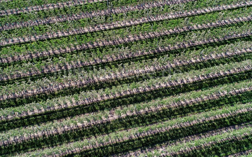 Rosengarten aus der Vogelperspektive: Baumreihen auf Feldern einer Apfelplantage in Pagram im Bundesland Brandenburg, Deutschland