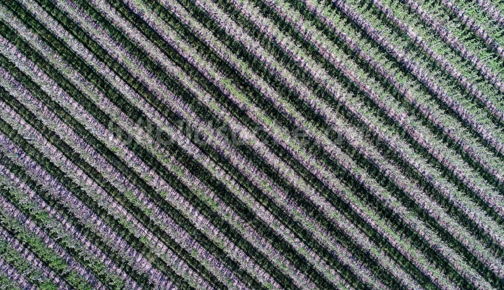 Luftbild Rosengarten - Baumreihen auf Feldern einer Apfelplantage in Pagram im Bundesland Brandenburg, Deutschland