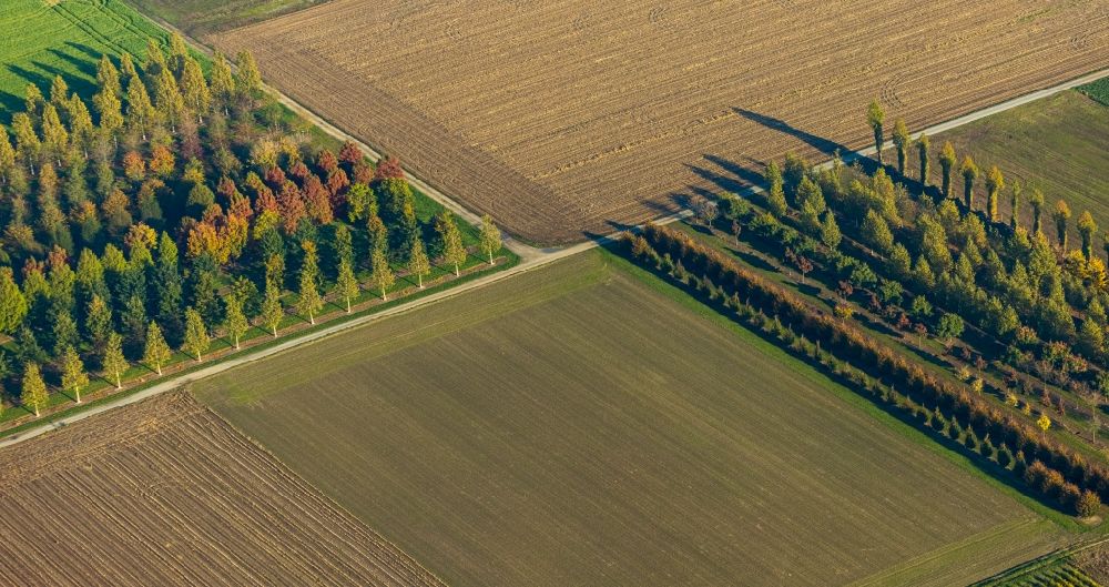 Brüggen von oben - Baumreihen auf Feldern in Brüggen im Bundesland Nordrhein-Westfalen, Deutschland