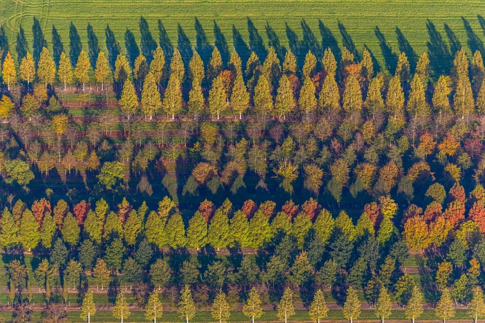 Brüggen aus der Vogelperspektive: Baumreihen auf Feldern in Brüggen im Bundesland Nordrhein-Westfalen, Deutschland