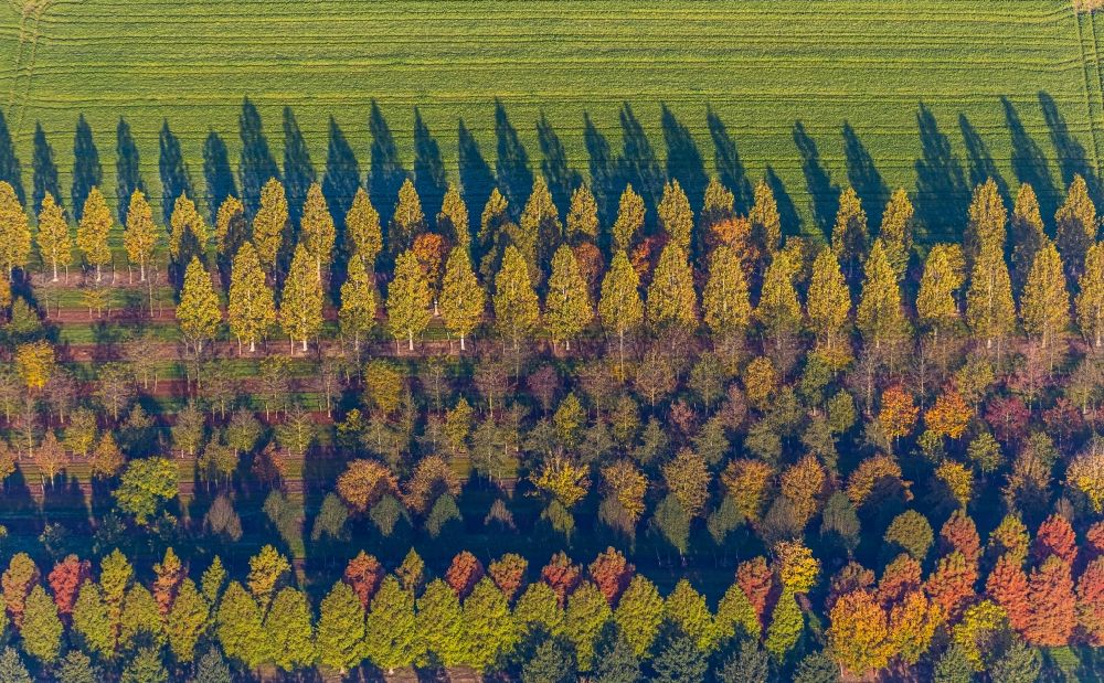 Luftbild Brüggen - Baumreihen auf Feldern in Brüggen im Bundesland Nordrhein-Westfalen, Deutschland