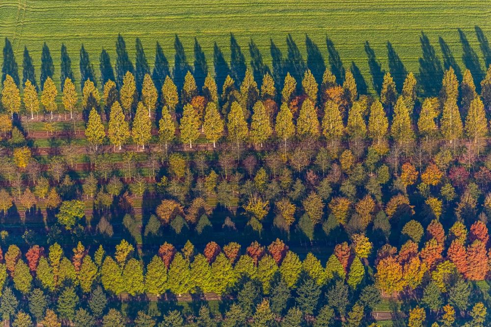 Luftaufnahme Brüggen - Baumreihen auf Feldern in Brüggen im Bundesland Nordrhein-Westfalen, Deutschland