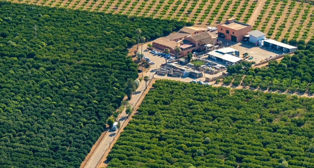 Son Nebot von oben - Baumreihen auf Feldern am Cami de Sa Fita in Son Nebot in Balearische Insel Mallorca, Spanien