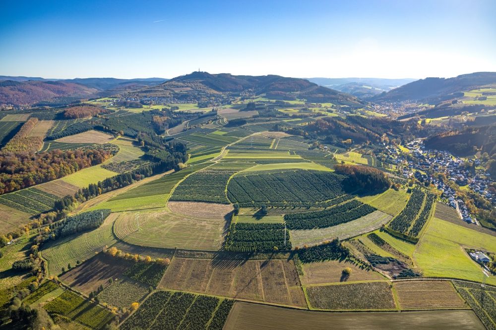 Luftbild Heringhausen - Baumreihen auf Feldern in Heringhausen im Bundesland Nordrhein-Westfalen, Deutschland