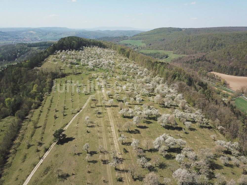 Luftaufnahme Treffurt - Baumreihen auf Feldern einer Kirschbaum - Plantage in Treffurt im Bundesland Thüringen, Deutschland