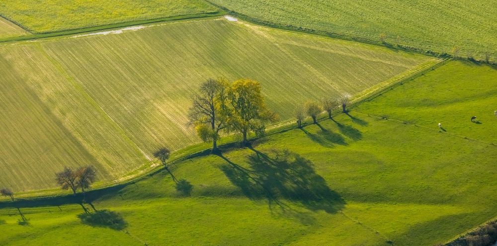Luftbild Krudenburg - Baumreihen auf Feldern des in Krudenburg im Bundesland Nordrhein-Westfalen, Deutschland