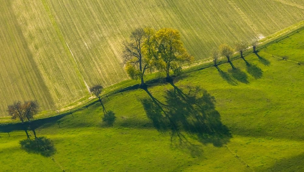 Luftaufnahme Krudenburg - Baumreihen auf Feldern des in Krudenburg im Bundesland Nordrhein-Westfalen, Deutschland