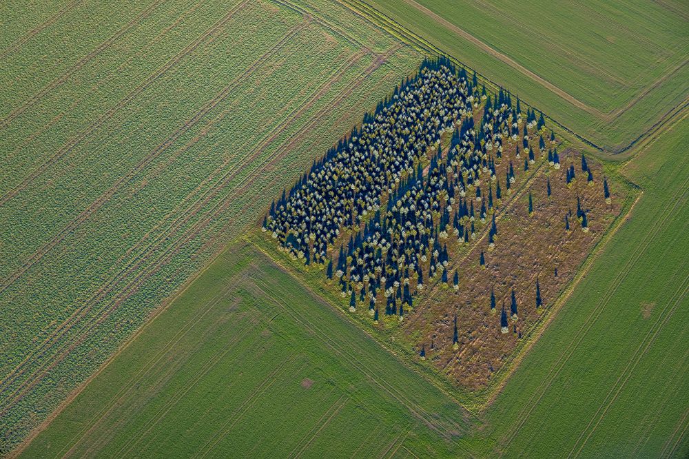 Lendringsen aus der Vogelperspektive: Baumreihen auf Feldern in Lendringsen im Bundesland Nordrhein-Westfalen, Deutschland