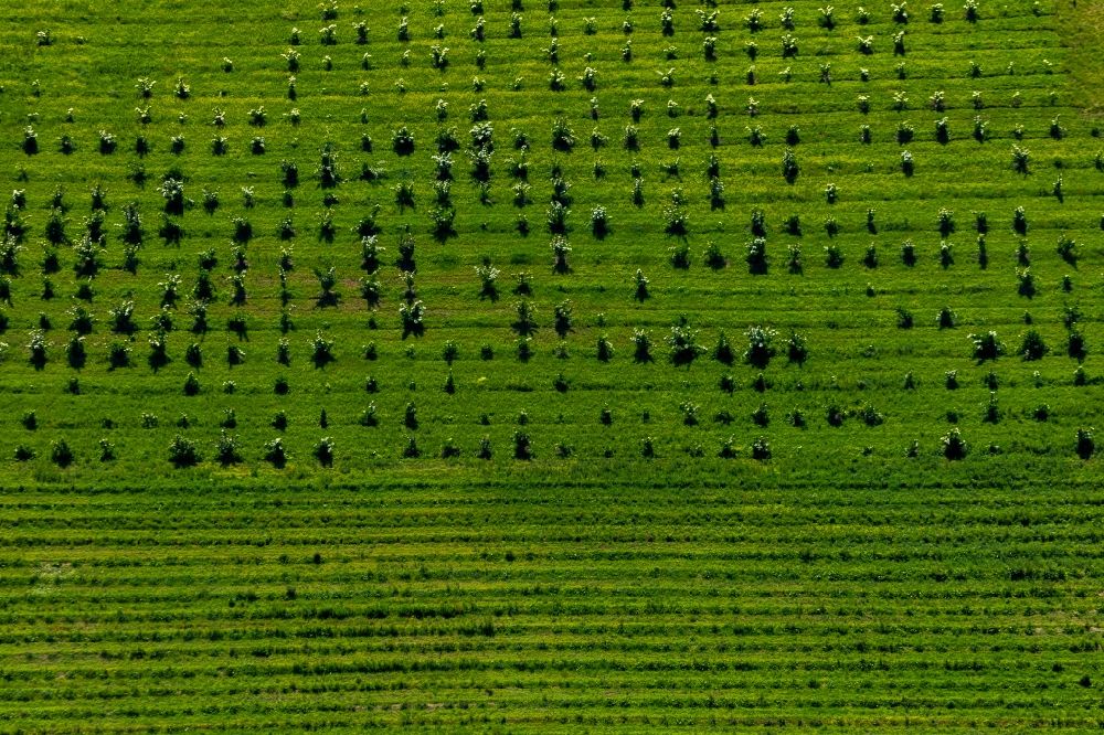 Luftaufnahme Ober-Werbe - Baumreihen auf Feldern in Ober-Werbe im Bundesland Hessen, Deutschland