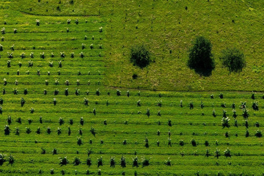 Ober-Werbe von oben - Baumreihen auf Feldern in Ober-Werbe im Bundesland Hessen, Deutschland