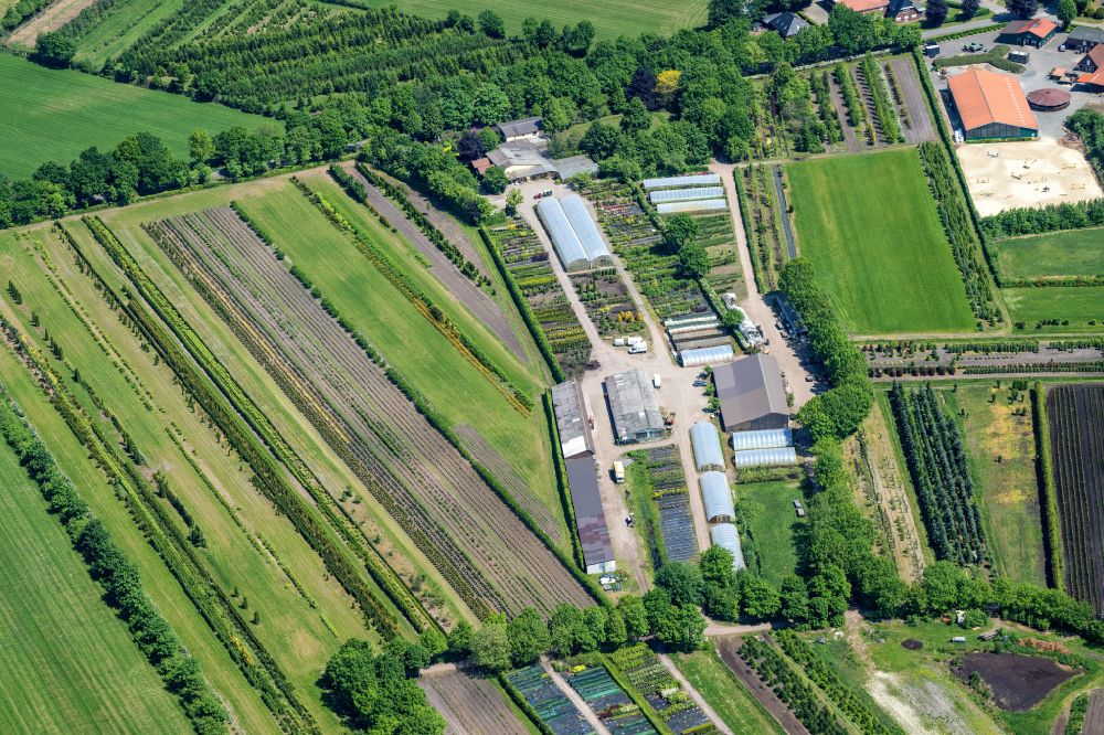 Luftbild Oldendorf - Baumreihen auf Feldern Tannenhof in Oldendorf im Bundesland Niedersachsen, Deutschland