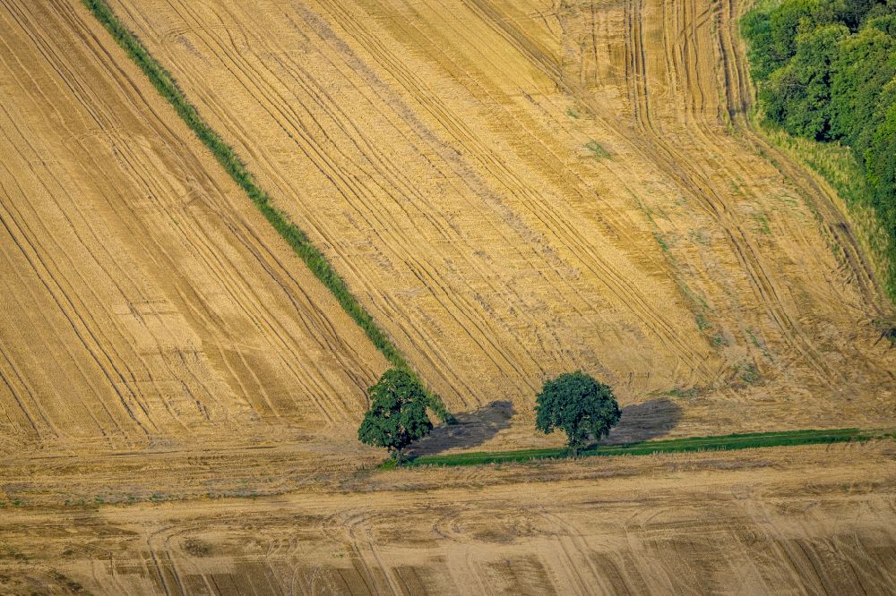 Luftaufnahme Westönnen - Baumreihen auf Feldern in Westönnen im Bundesland Nordrhein-Westfalen, Deutschland